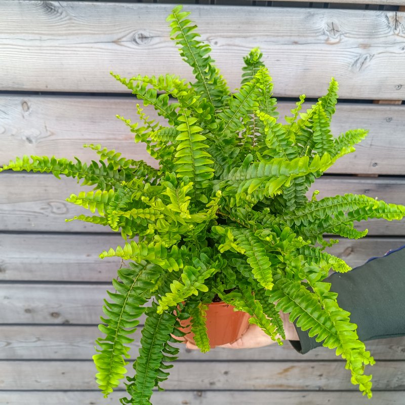 Nephrolepis exaltata (Ľadviník) ´GREEN LADY´ - kont. C1L, výška 20-25 cm